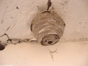 Jak se zbavit vos a vosí hnízdo na balkóně?